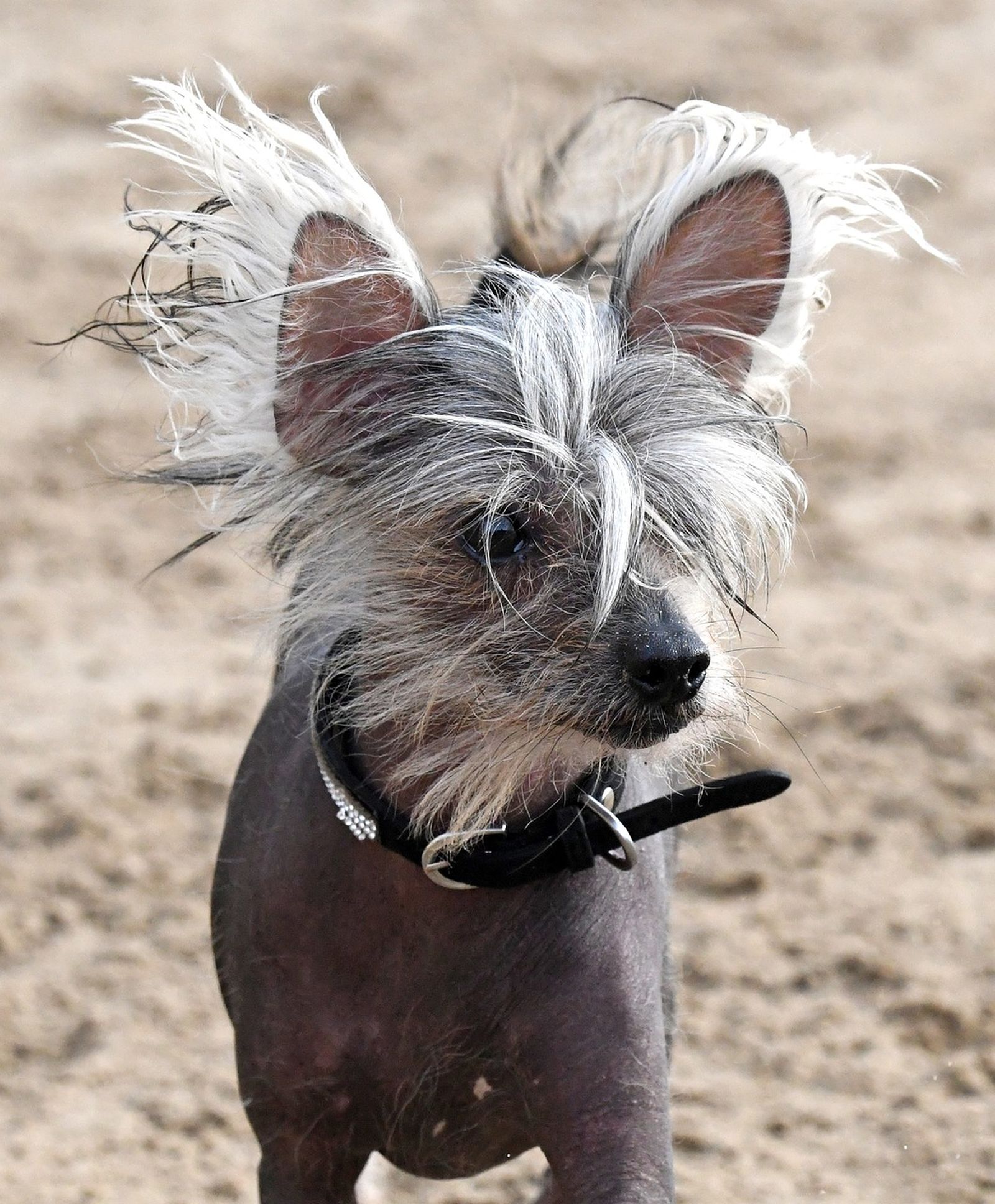 Chinesischer Schopfhund Rassebeschreibung, Haltung, Pflege & Co